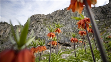 Tunceli dağlarında 20 günlük ömrü olan ters laleler turizmi canlandırdı