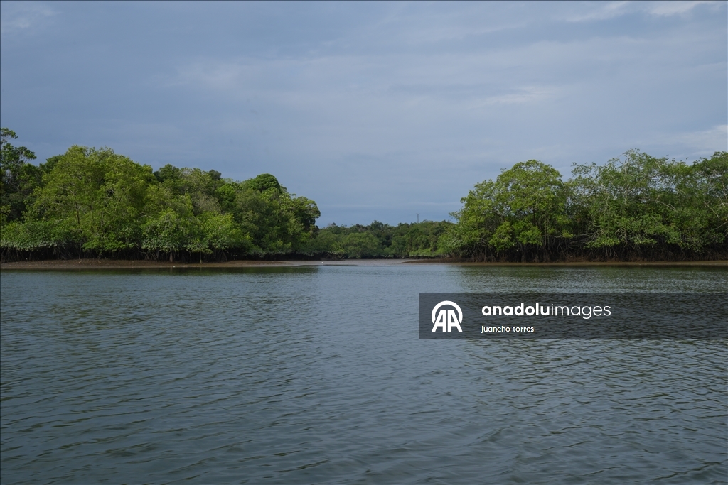 Las piangueras de Buenaventura: guardianas del manglar y la tradición en el Pacífico colombiano