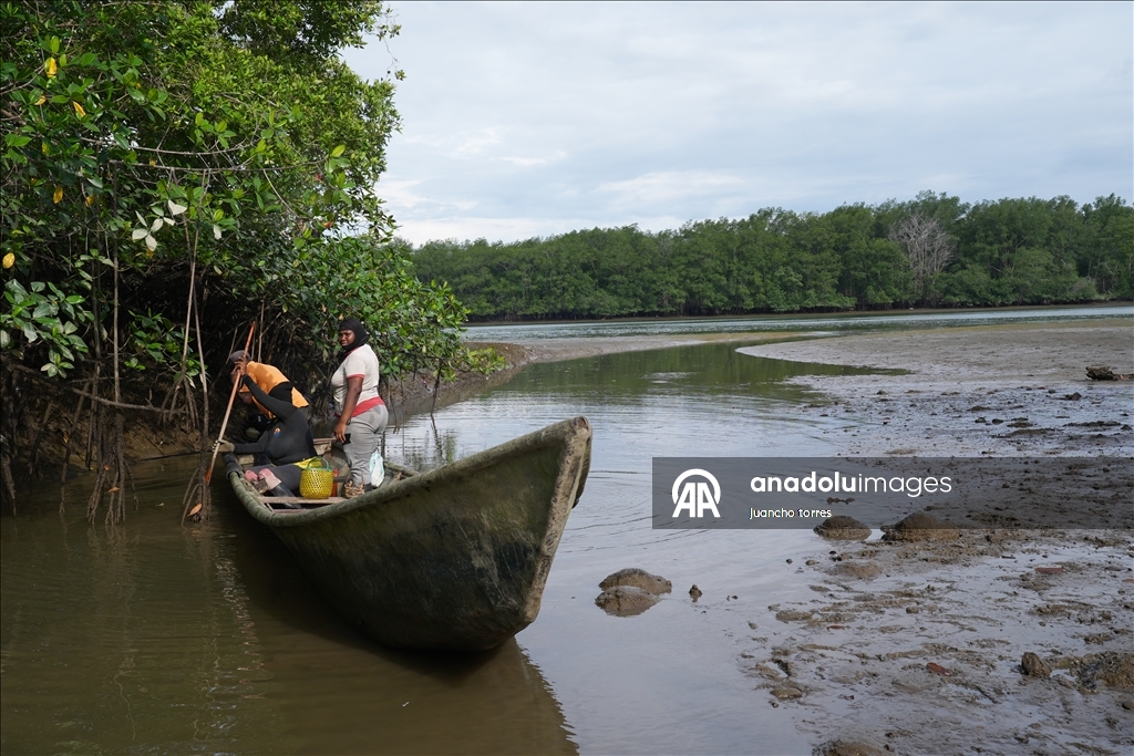 Las piangueras de Buenaventura: guardianas del manglar y la tradición en el Pacífico colombiano