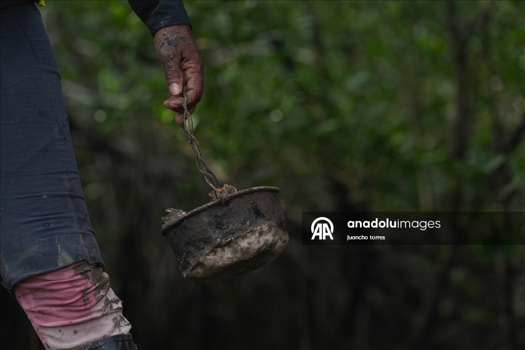 Las piangueras de Buenaventura: guardianas del manglar y la tradición en el Pacífico colombiano
