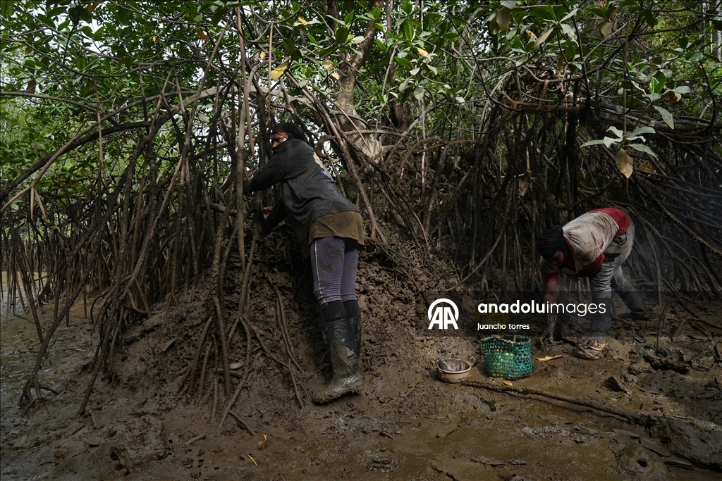 Las piangueras de Bahía Málaga: guardianas del manglar y la tradición en el Pacífico colombiano