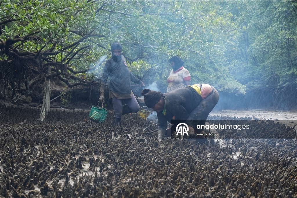 Las piangueras de Bahía Málaga: guardianas del manglar y la tradición en el Pacífico colombiano