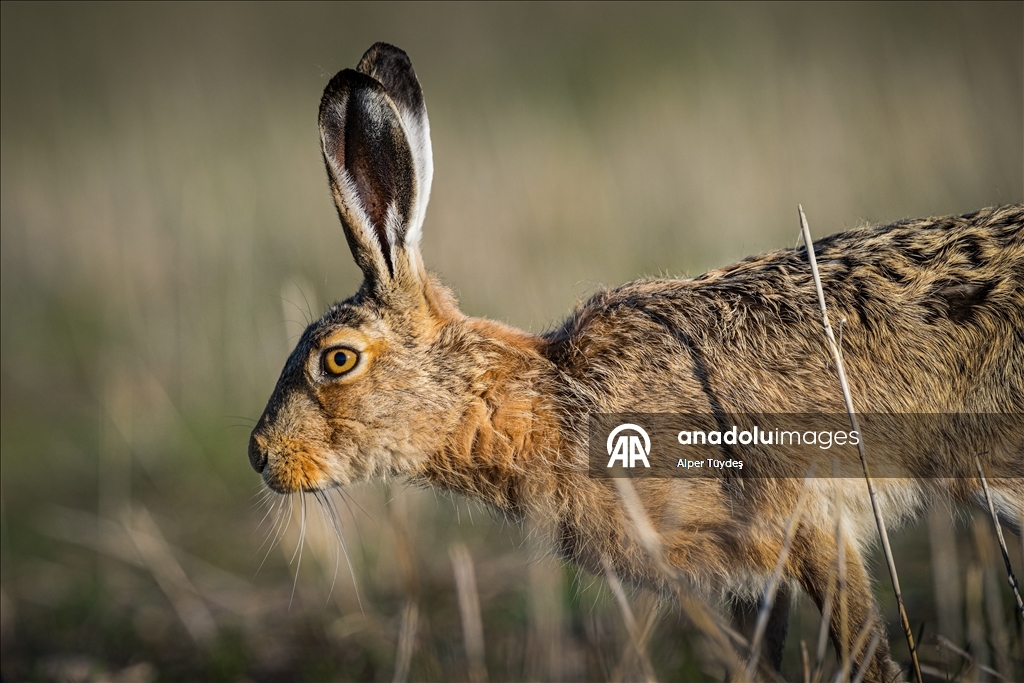 Wildlife in Konya, Turkiye