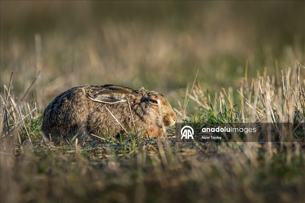 Wildlife in Konya, Turkiye