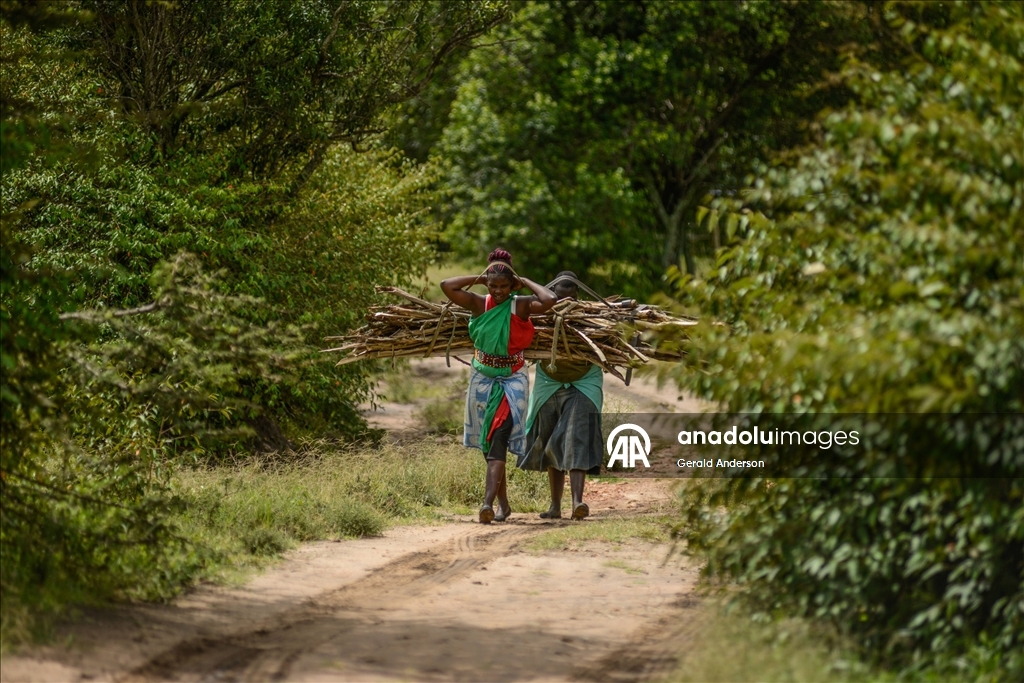 Kenya'da Masai'lerin günlük yaşamı
