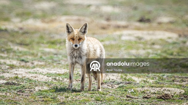 Wildlife in Konya, Turkiye