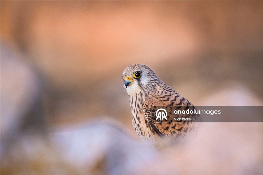Wildlife in Konya, Turkiye