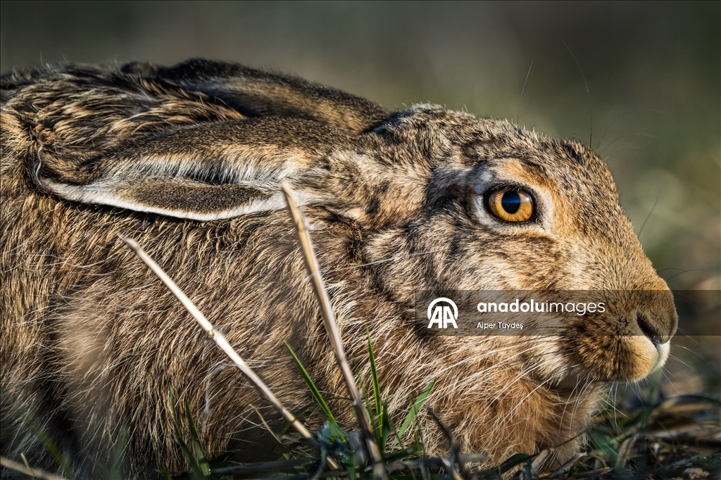 Wildlife in Konya, Turkiye