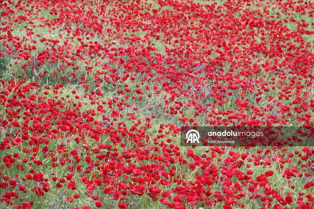 Manisa'da doğa gelinciklerle renklendi