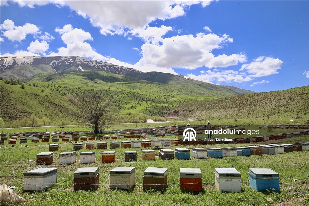 Kışı Akdeniz'de geçiren arıcılar Bingöl'ün yaylalarına dönüyor
