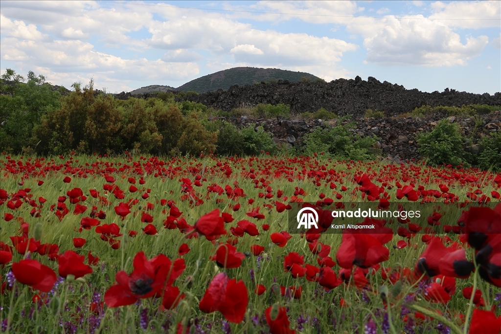 Manisa'da doğa gelinciklerle renklendi
