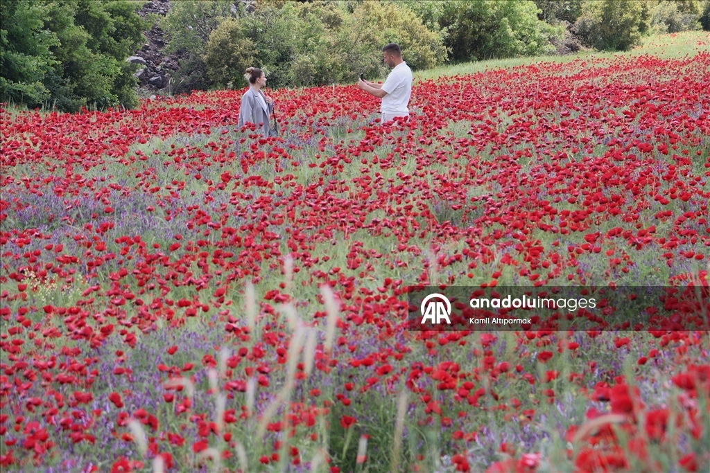 Manisa'da doğa gelinciklerle renklendi