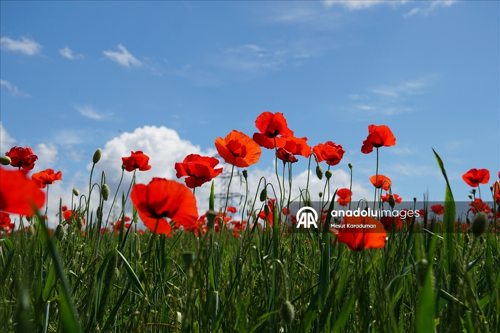 Tekirdağ'da gelincikler tarlalara renk kattı