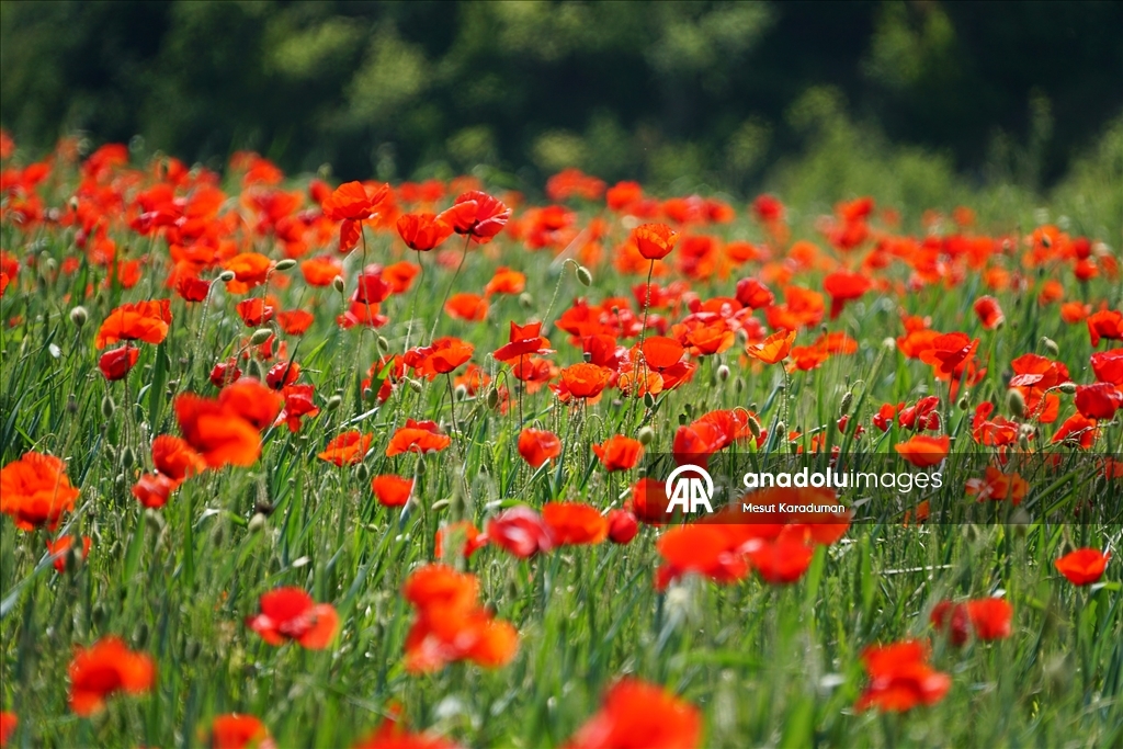 Tekirdağ'da gelincikler tarlalara renk kattı