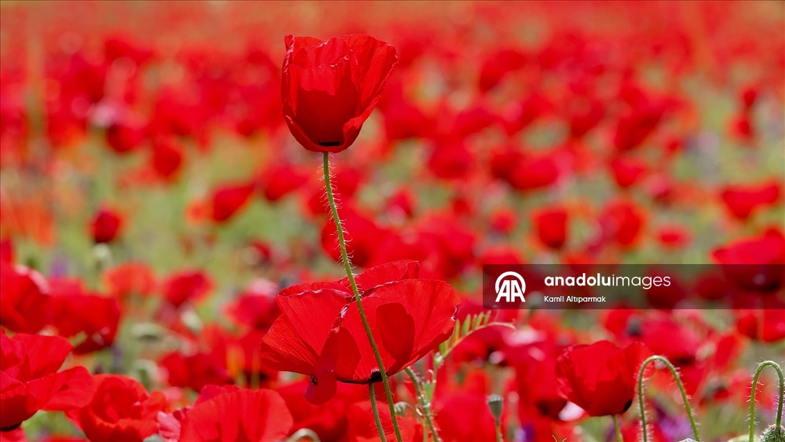 Manisa'da doğa gelinciklerle renklendi