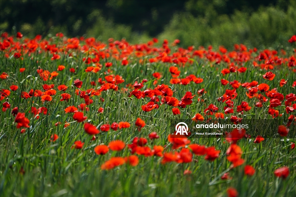 Tekirdağ'da gelincikler tarlalara renk kattı