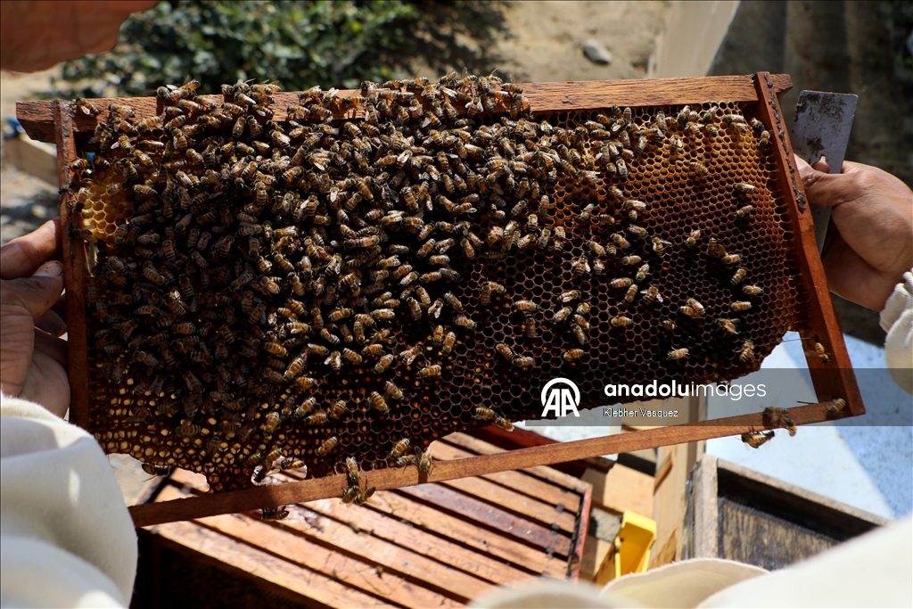 Beekeepers transform agriculture in Peru through pollination