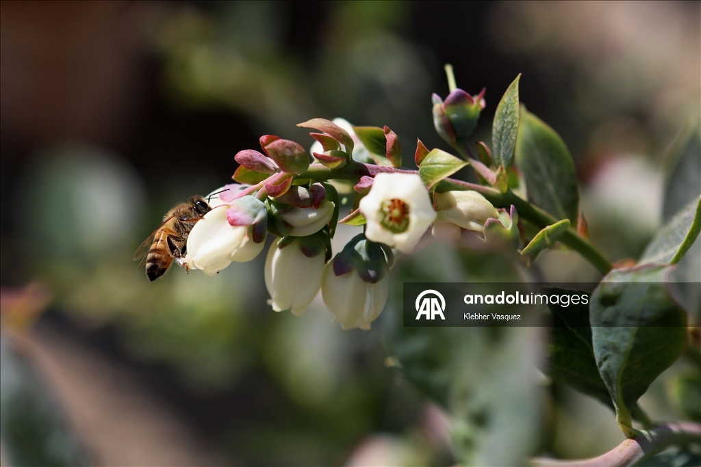 Beekeepers transform agriculture in Peru through pollination