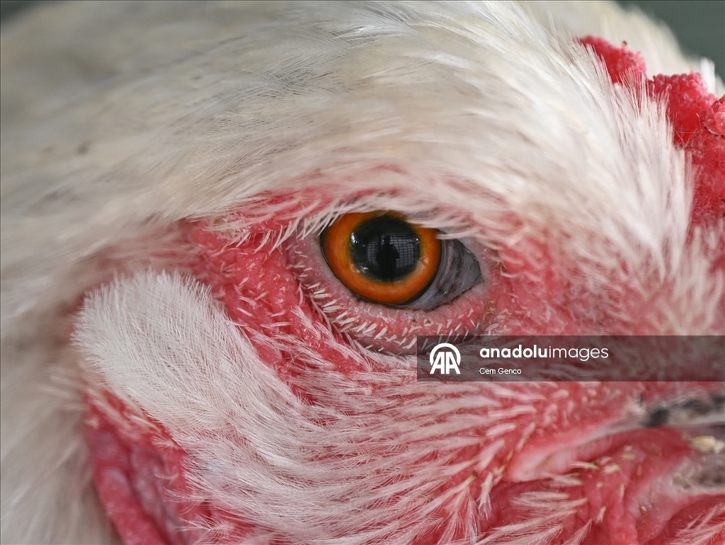 Hayvanların gözüne makro bakış