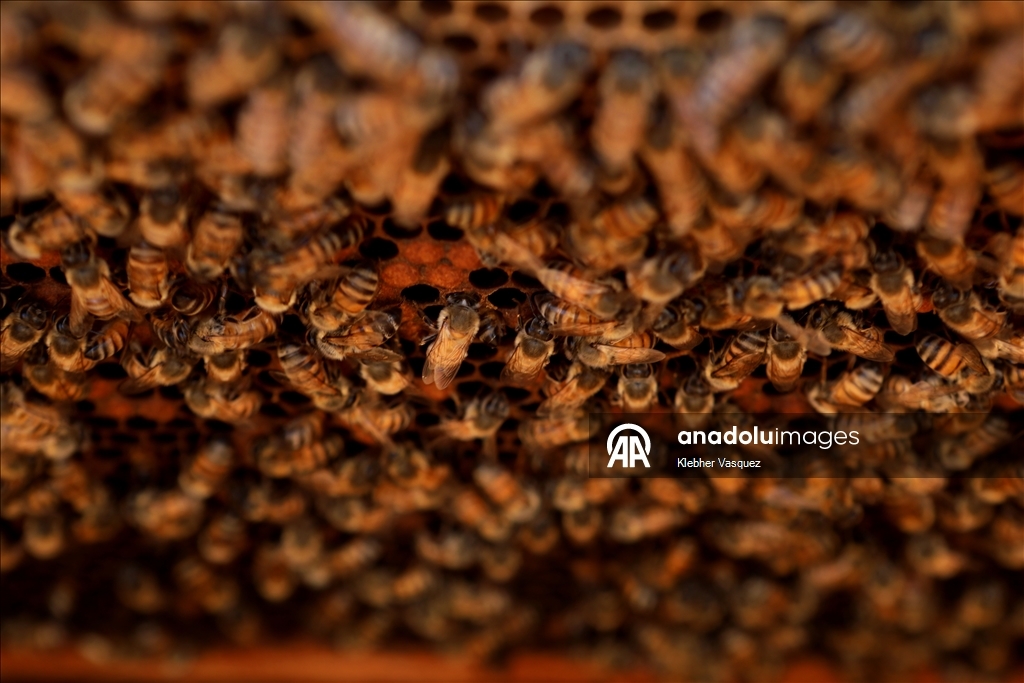 Beekeepers transform agriculture in Peru through pollination