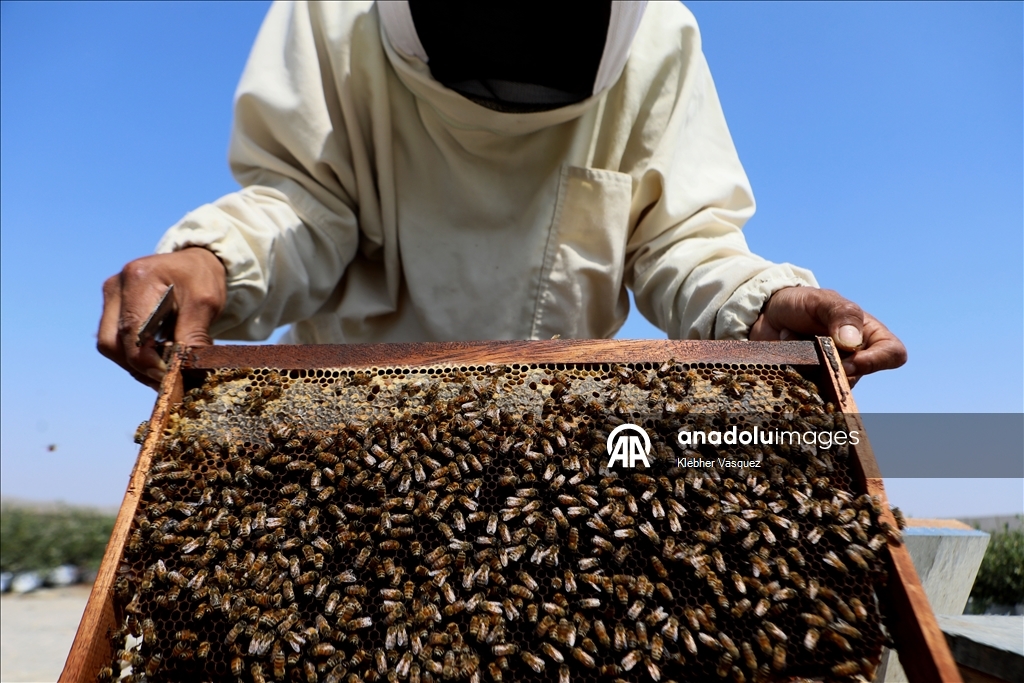 Beekeepers transform agriculture in Peru through pollination