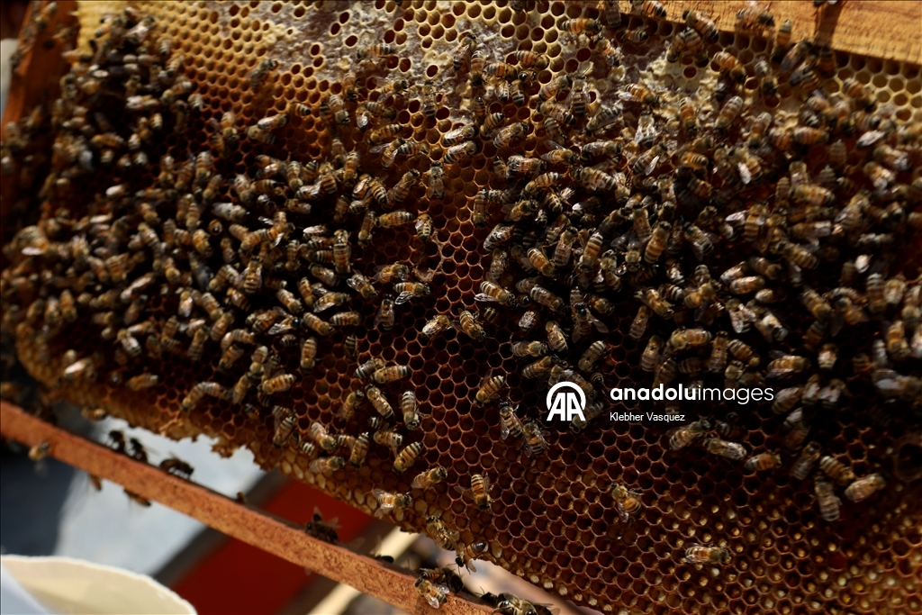 Beekeepers transform agriculture in Peru through pollination
