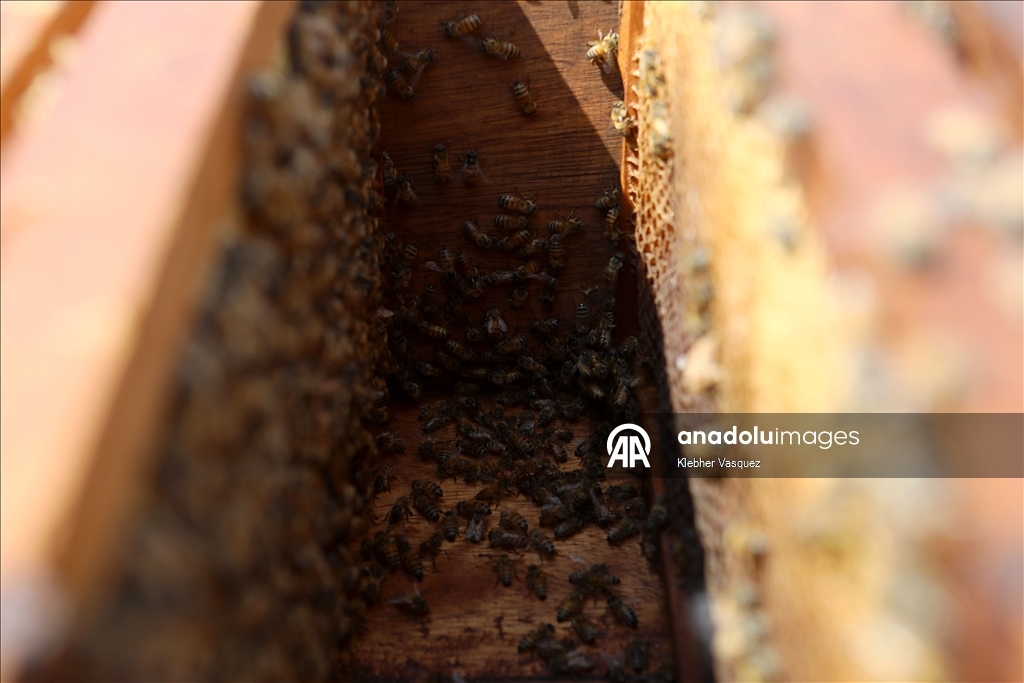 Beekeepers transform agriculture in Peru through pollination