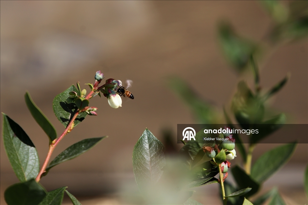 Beekeepers transform agriculture in Peru through pollination