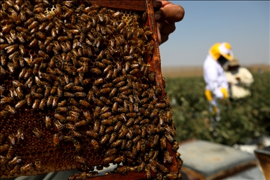 Beekeepers transform agriculture in Peru through pollination