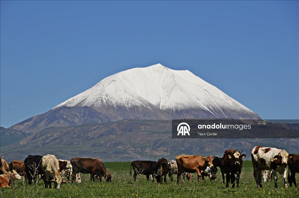 Mount Kosedag's summit covered in snow during spring in Turkiye's Agri