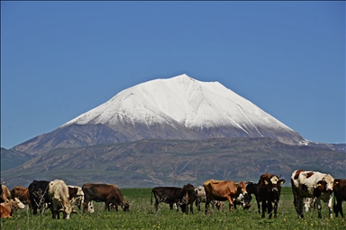 Mount Kosedag's summit covered in snow during spring in Türkiye's Agri