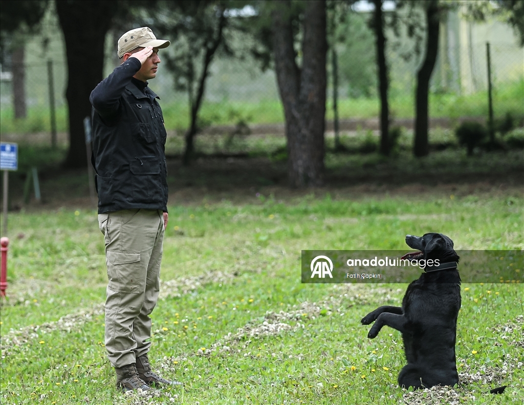 В районе Гемлик в Бурсе дрессируют собак для службы в ВС Турции
