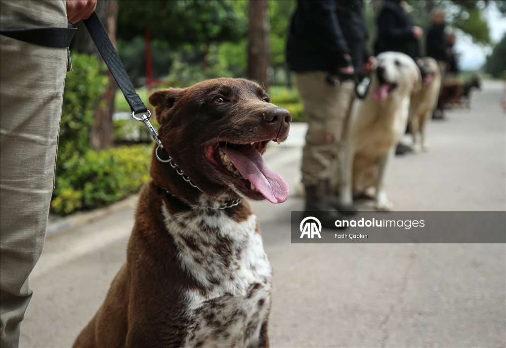 В районе Гемлик в Бурсе дрессируют собак для службы в ВС Турции