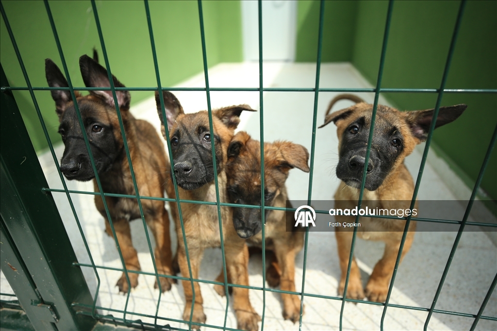 В районе Гемлик в Бурсе дрессируют собак для службы в ВС Турции