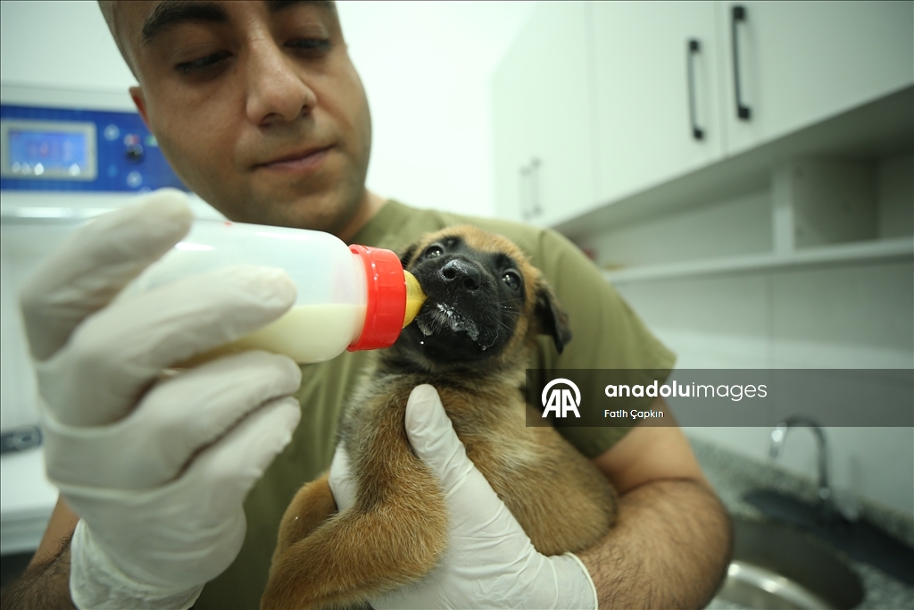 В районе Гемлик в Бурсе дрессируют собак для службы в ВС Турции