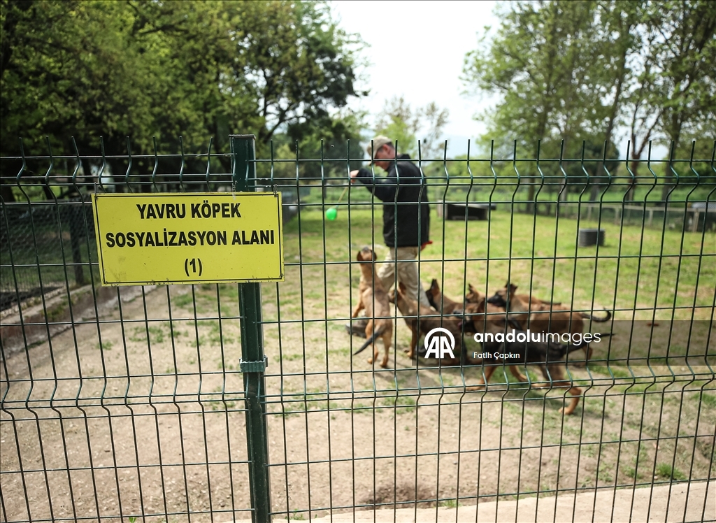 В районе Гемлик в Бурсе дрессируют собак для службы в ВС Турции