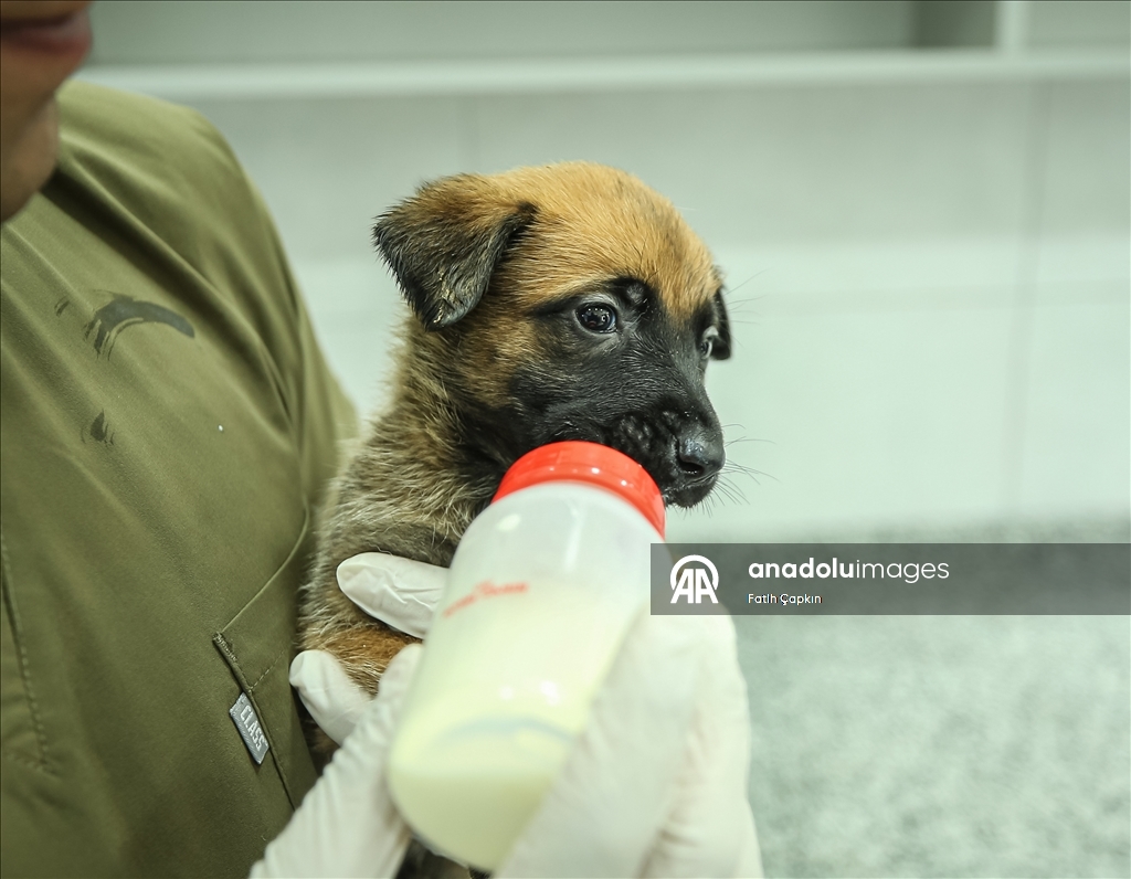 В районе Гемлик в Бурсе дрессируют собак для службы в ВС Турции