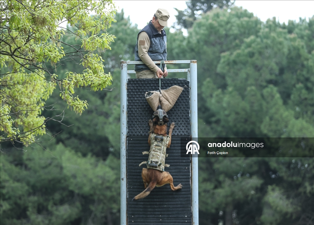 В районе Гемлик в Бурсе дрессируют собак для службы в ВС Турции