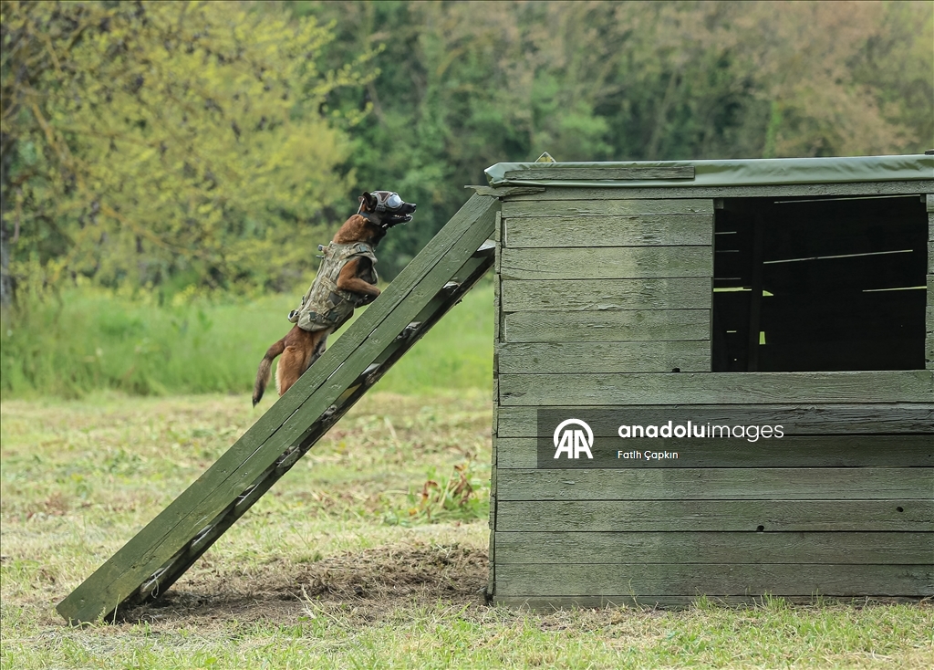 В районе Гемлик в Бурсе дрессируют собак для службы в ВС Турции