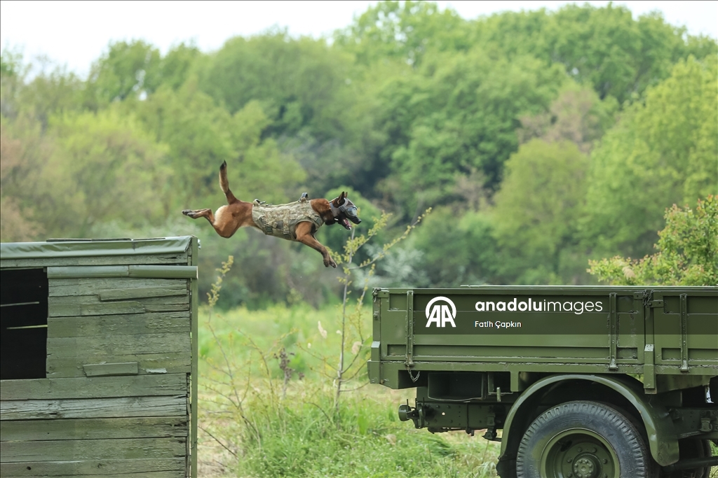 В районе Гемлик в Бурсе дрессируют собак для службы в ВС Турции