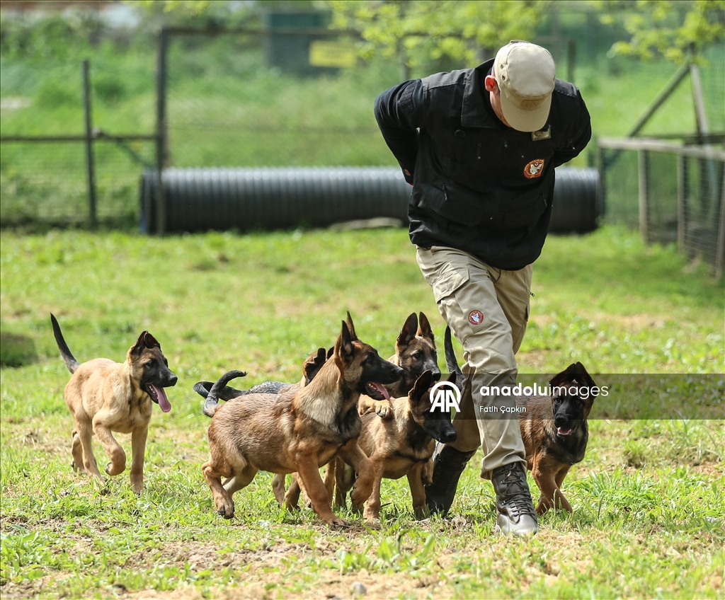 В районе Гемлик в Бурсе дрессируют собак для службы в ВС Турции