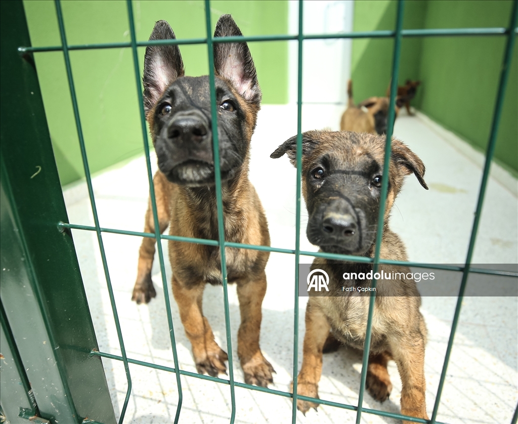 В районе Гемлик в Бурсе дрессируют собак для службы в ВС Турции