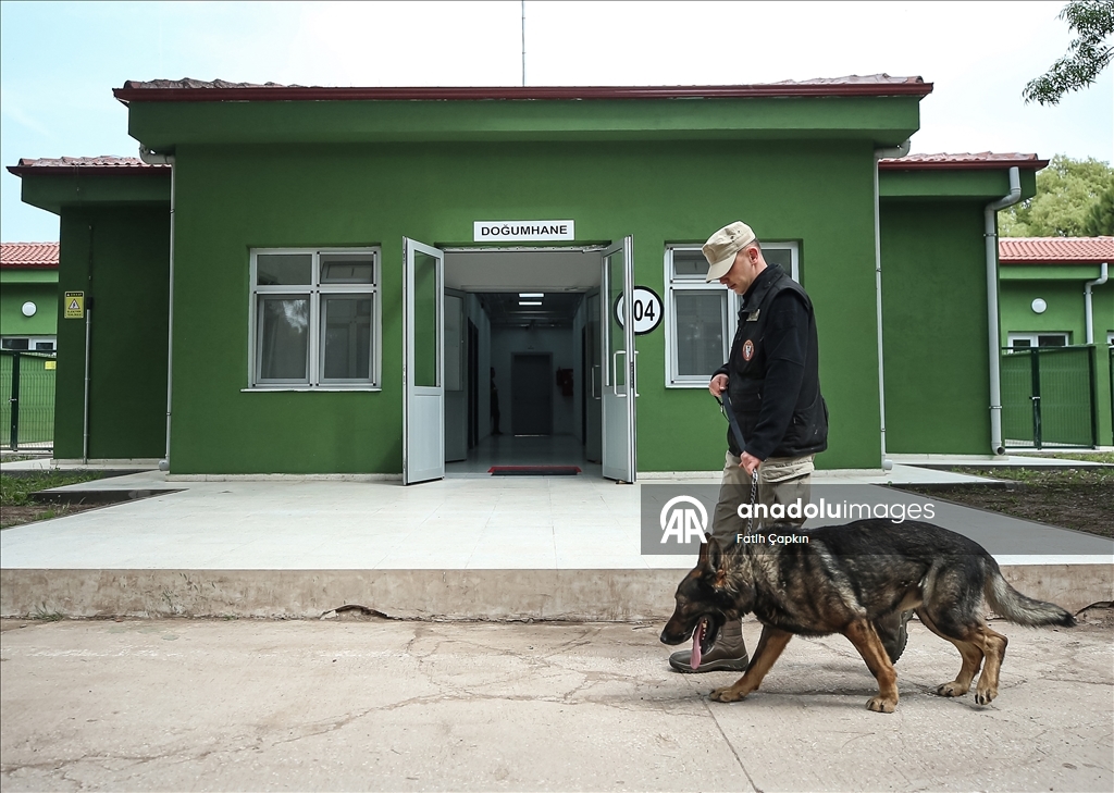 В районе Гемлик в Бурсе дрессируют собак для службы в ВС Турции