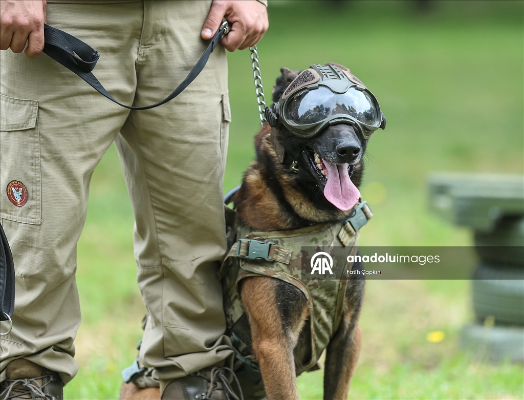 В районе Гемлик в Бурсе дрессируют собак для службы в ВС Турции