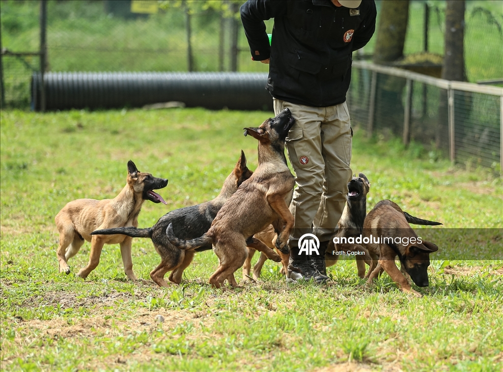В районе Гемлик в Бурсе дрессируют собак для службы в ВС Турции