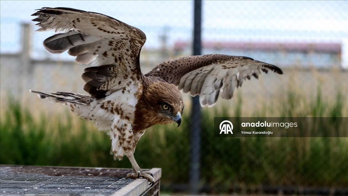 Van'daki rehabilitasyon merkezi yaralı kuşlara ev sahipliği yapıyor
