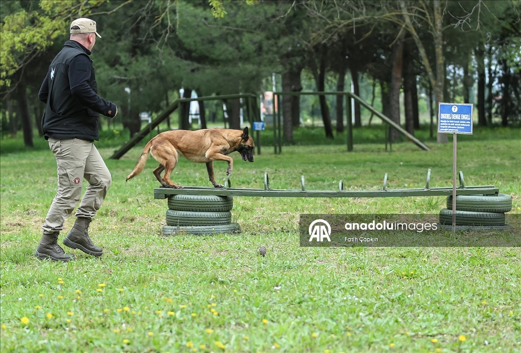 В районе Гемлик в Бурсе дрессируют собак для службы в ВС Турции