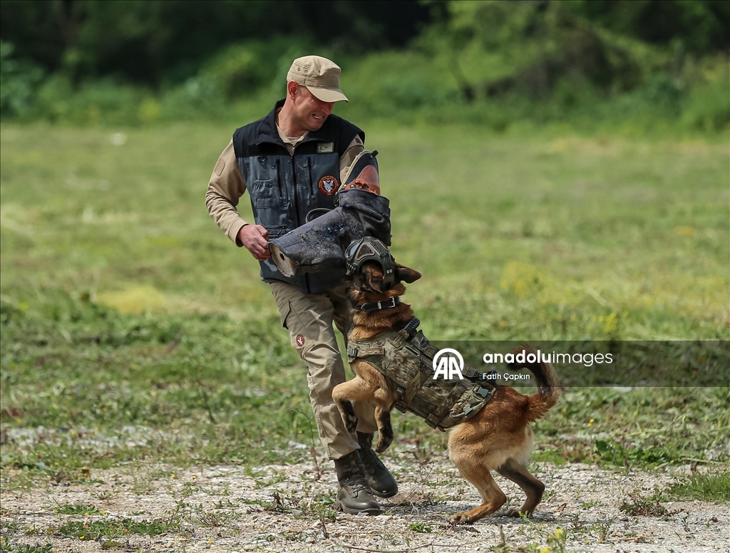 В районе Гемлик в Бурсе дрессируют собак для службы в ВС Турции