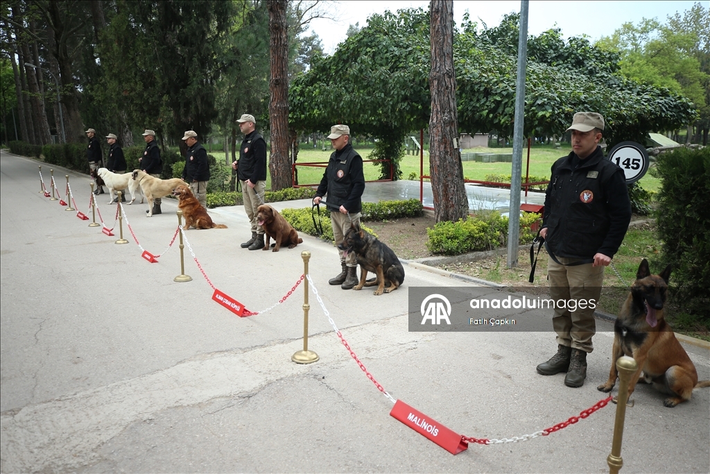 В районе Гемлик в Бурсе дрессируют собак для службы в ВС Турции