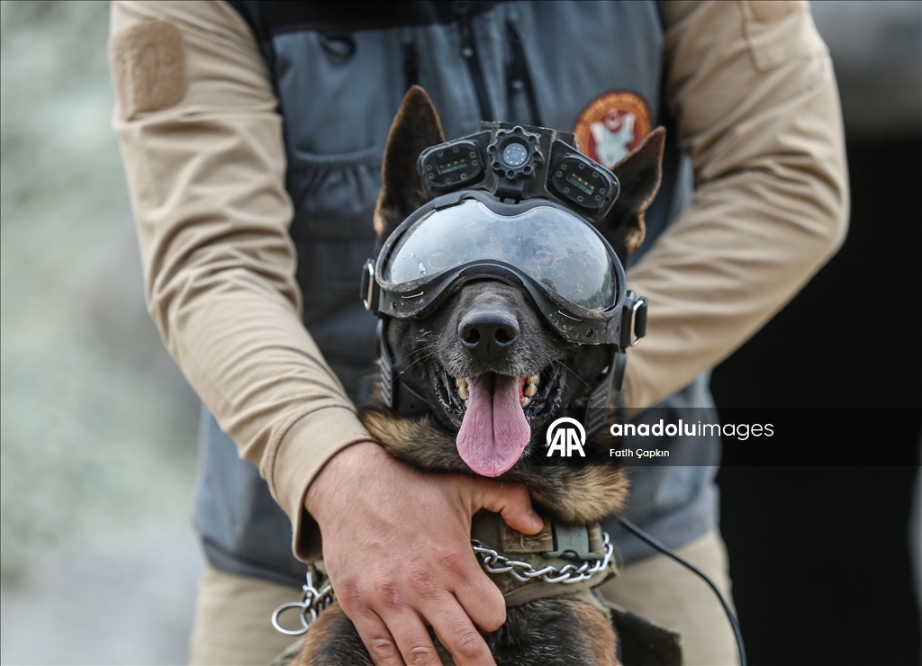 В районе Гемлик в Бурсе дрессируют собак для службы в ВС Турции